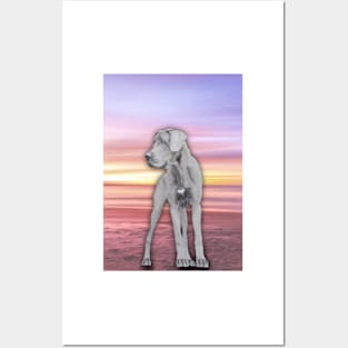 Great Dane In Sunset Posters and Art